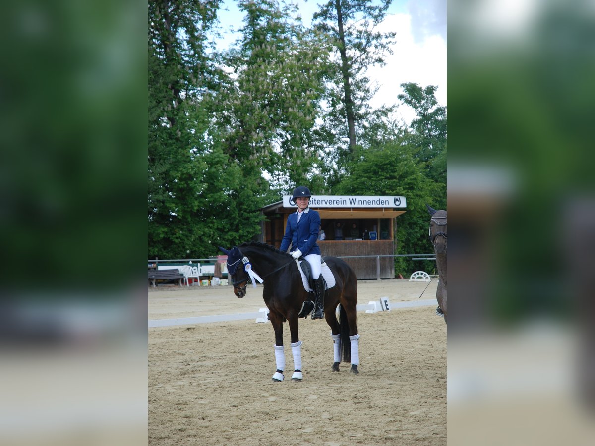Poney de selle allemand Jument 13 Ans 148 cm Bai brun in Aspach