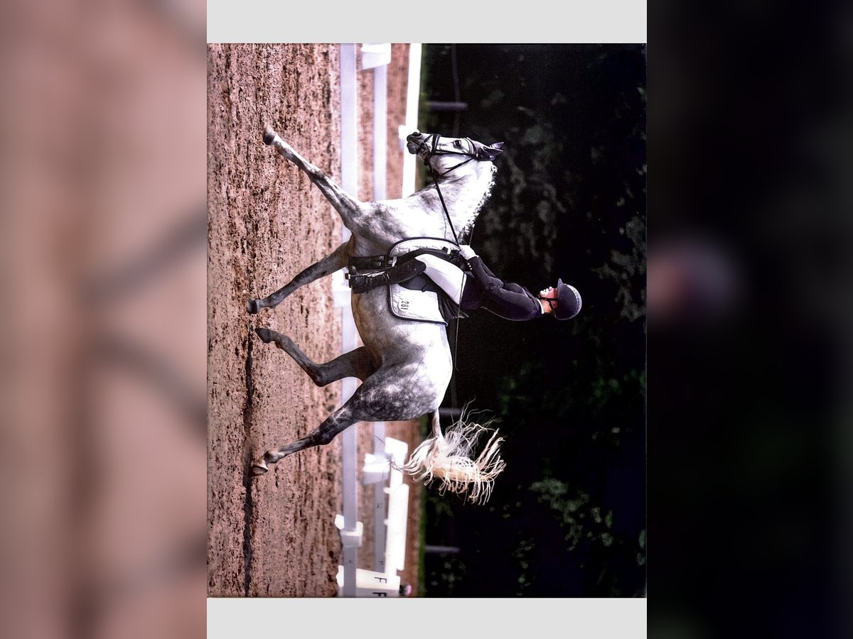 Poney de selle allemand Jument 13 Ans 148 cm Gris in Klingenberg