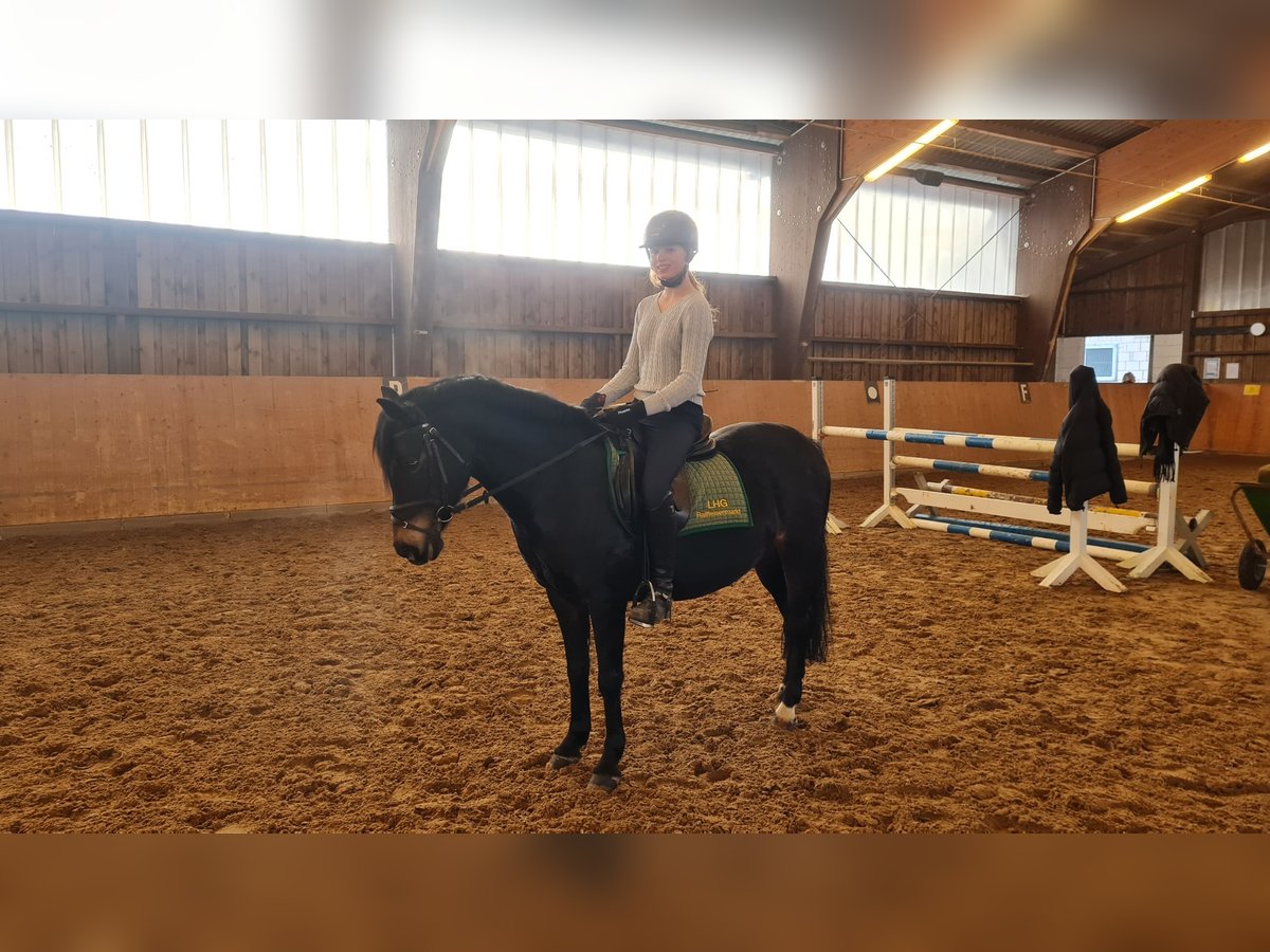 Poney de selle allemand Jument 14 Ans 140 cm Bai brun in Detmold