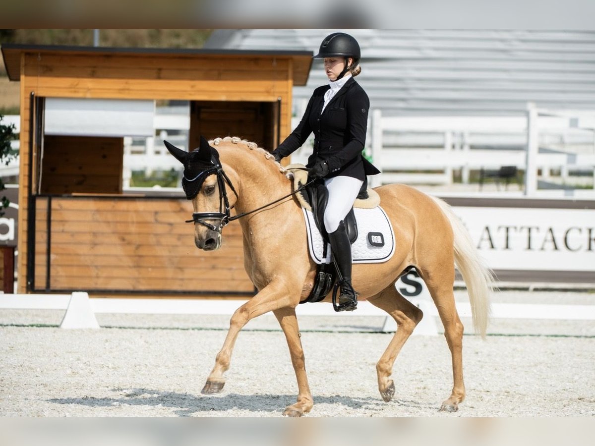 Poney de selle allemand Jument 14 Ans 147 cm Palomino in Gdansk