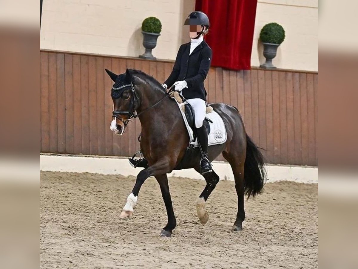 Poney de selle allemand Jument 14 Ans 148 cm Bai brun in Ganderkesee