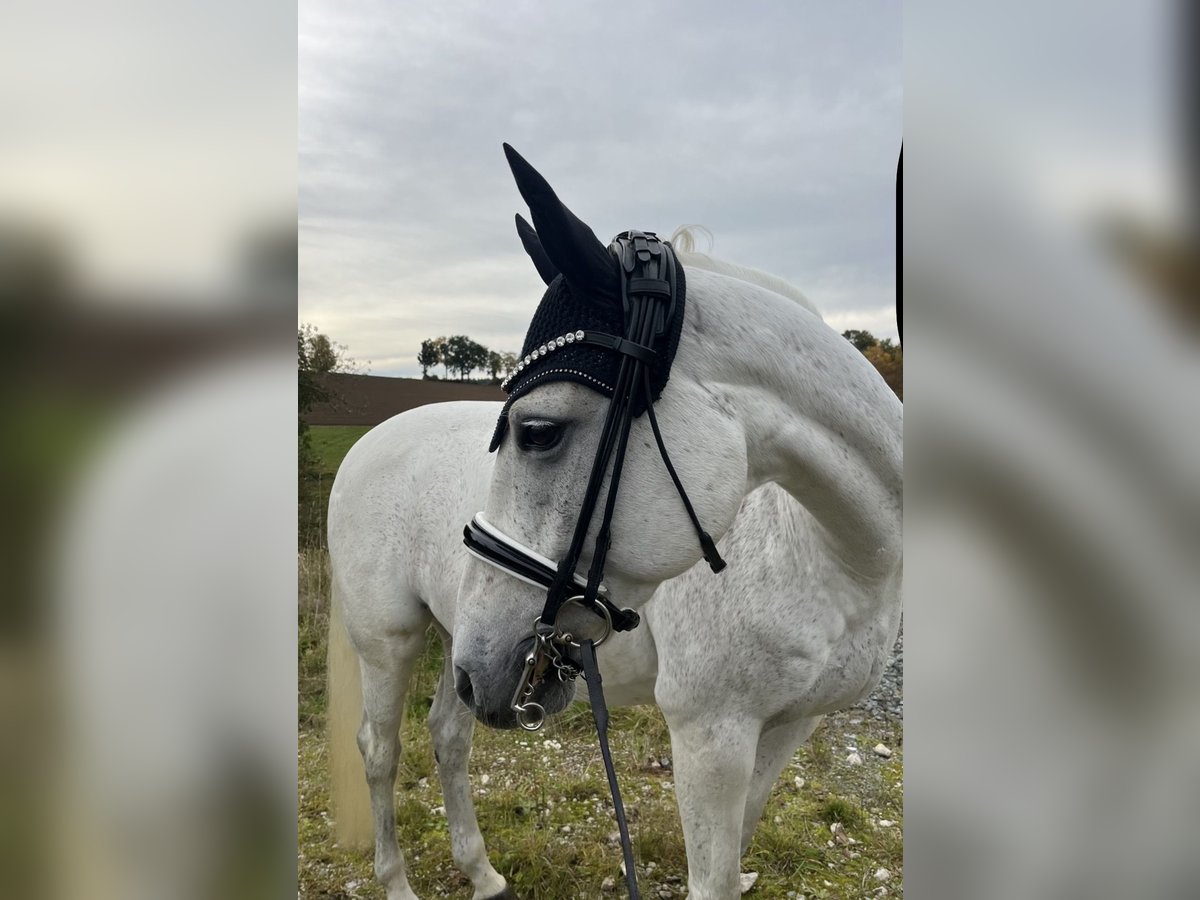 Poney de selle allemand Jument 14 Ans 154 cm Gris in Harsdorf
