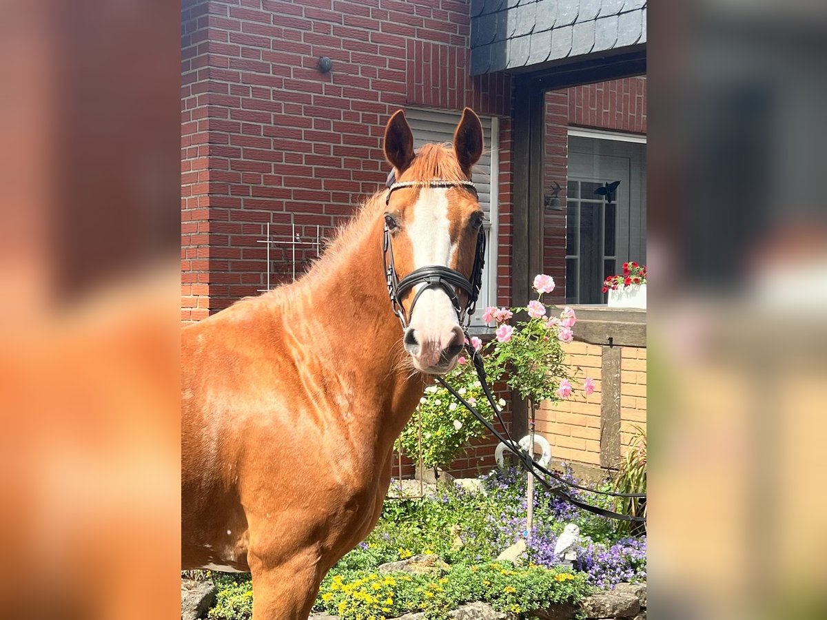 Poney de selle allemand Jument 15 Ans 145 cm Alezan in Hopsten