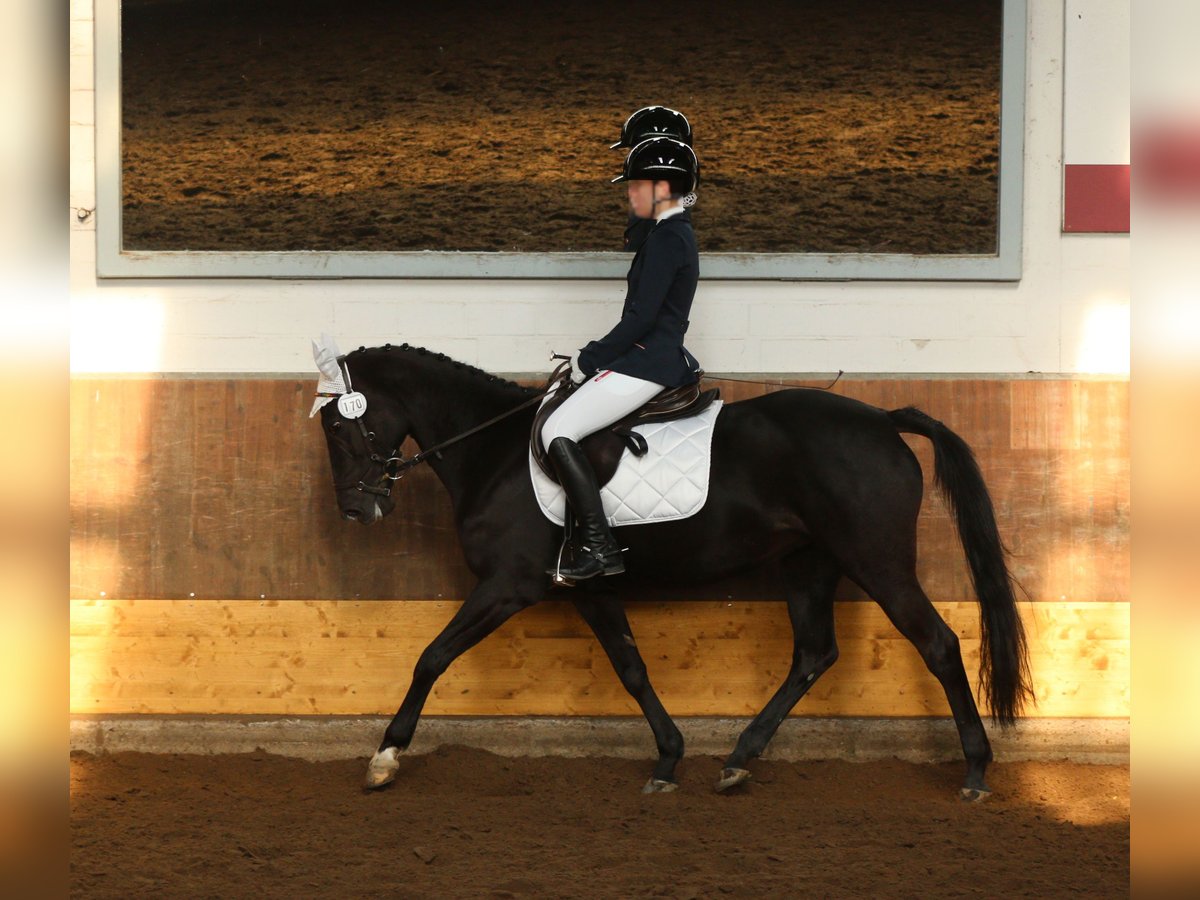 Poney de selle allemand Jument 16 Ans 146 cm Noir in Hohenhameln