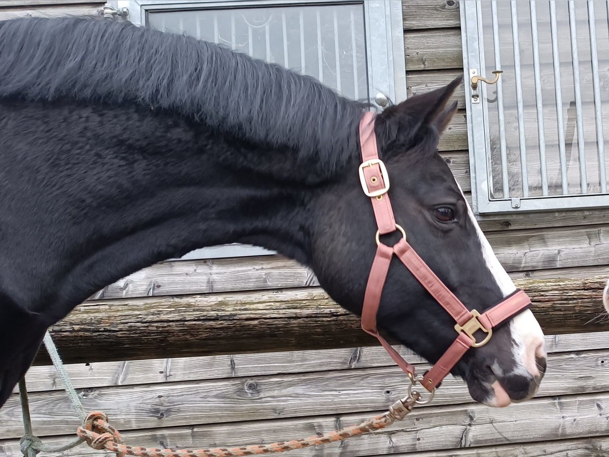 Poney de selle allemand Jument 16 Ans 148 cm Noir in Wermelskirchen