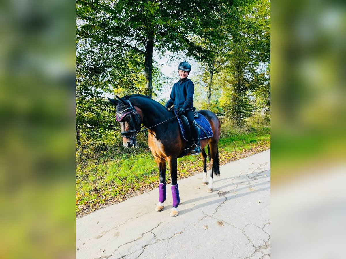 Poney de selle allemand Jument 17 Ans 150 cm Bai in Beckum