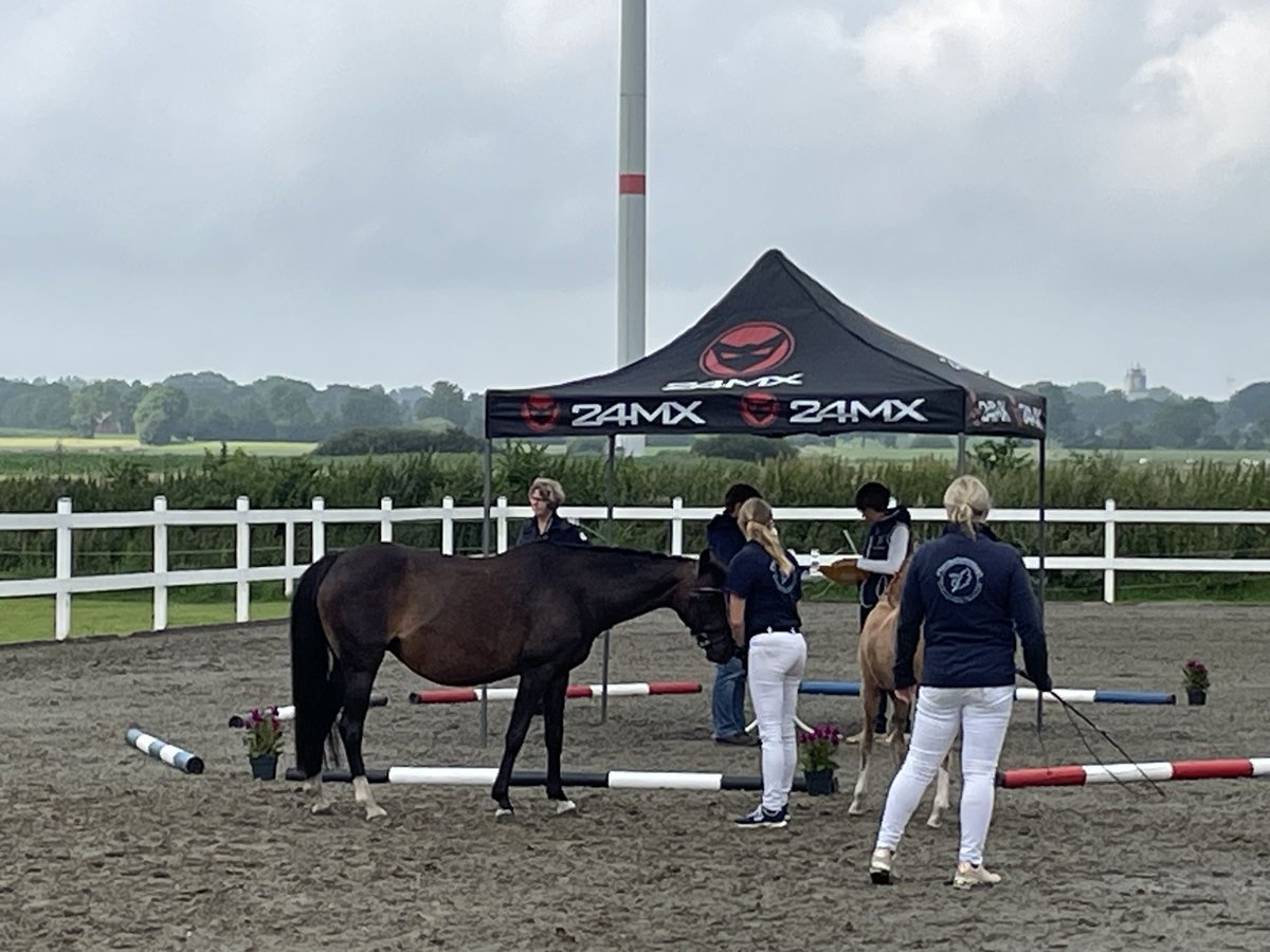 Poney de selle allemand Jument 19 Ans 139 cm Bai brun in Risum-Lindholm