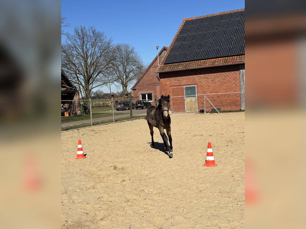 Poney de selle allemand Jument 1 Année 148 cm Buckskin in Hille