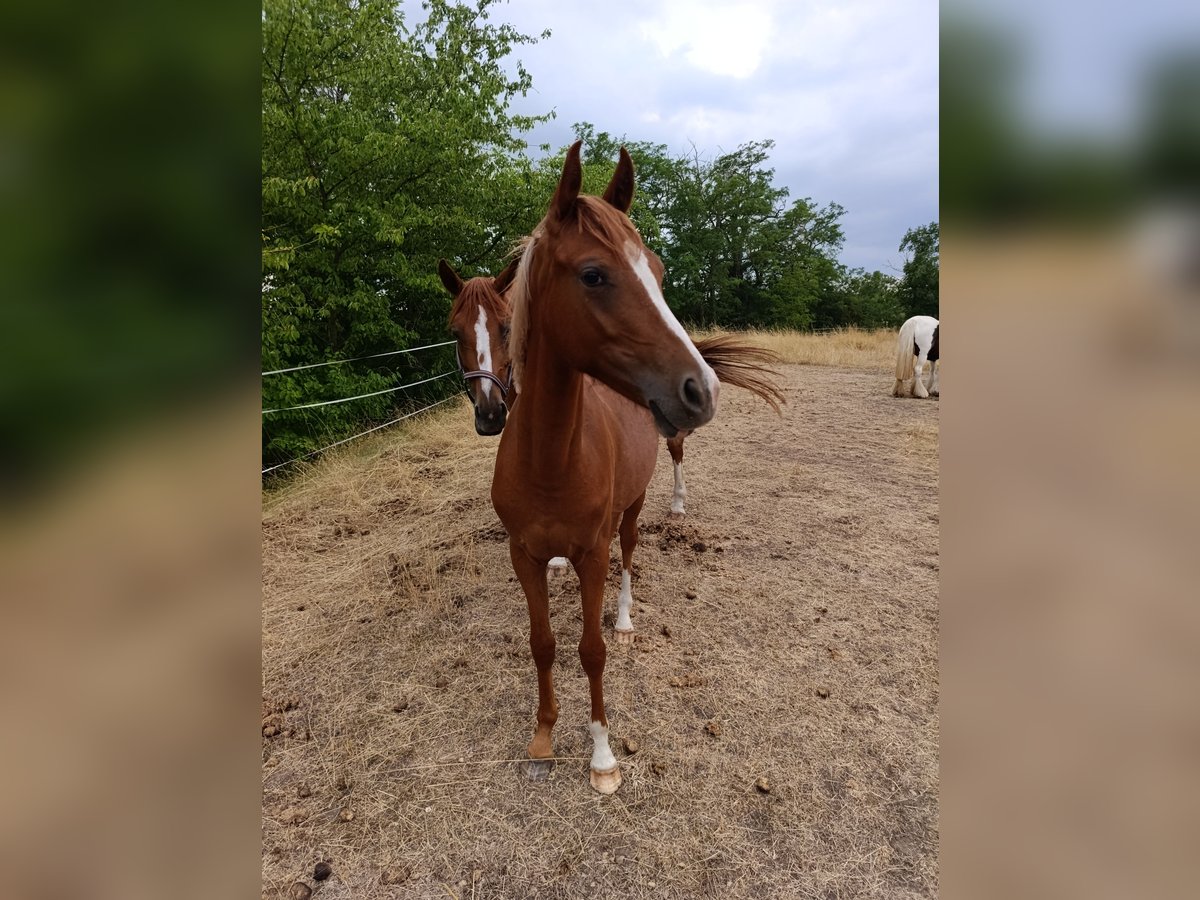 Poney de selle allemand Jument 1 Année 149 cm Alezan in Quedlinburg