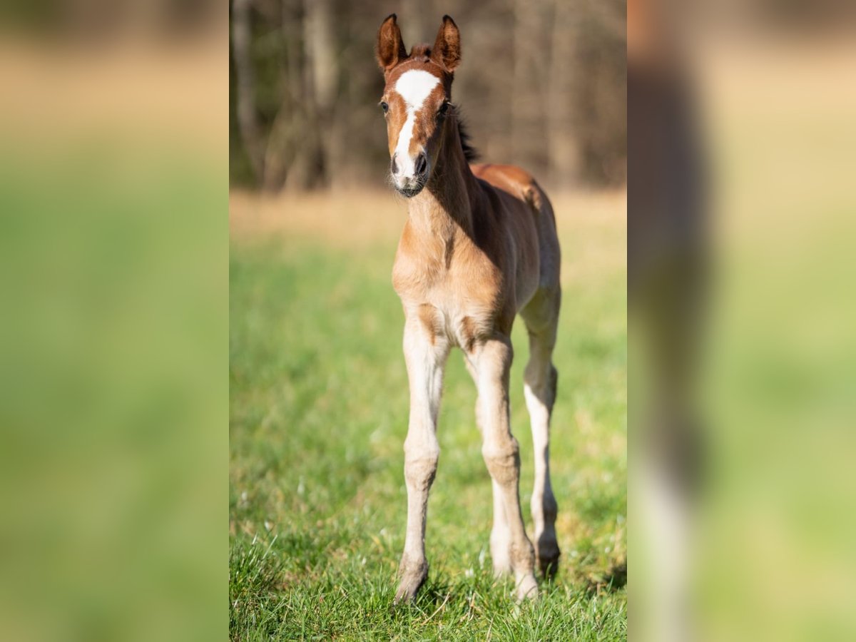 Poney de selle allemand Croisé Jument 1 Année 155 cm Bai in Erkelenz