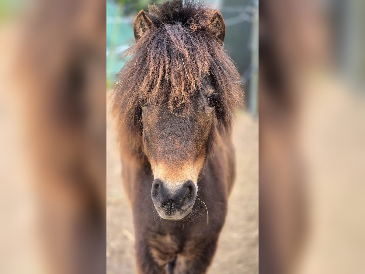 Poney de selle allemand Jument 1 Année 95 cm Bai in Alt Tucheband Hathenow