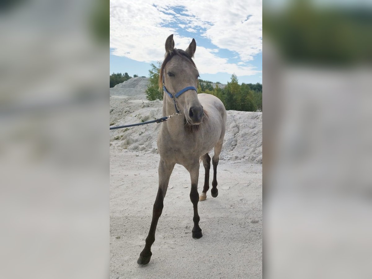 Poney de selle allemand Jument 1 Année Buckskin in B&#xE4;rnau