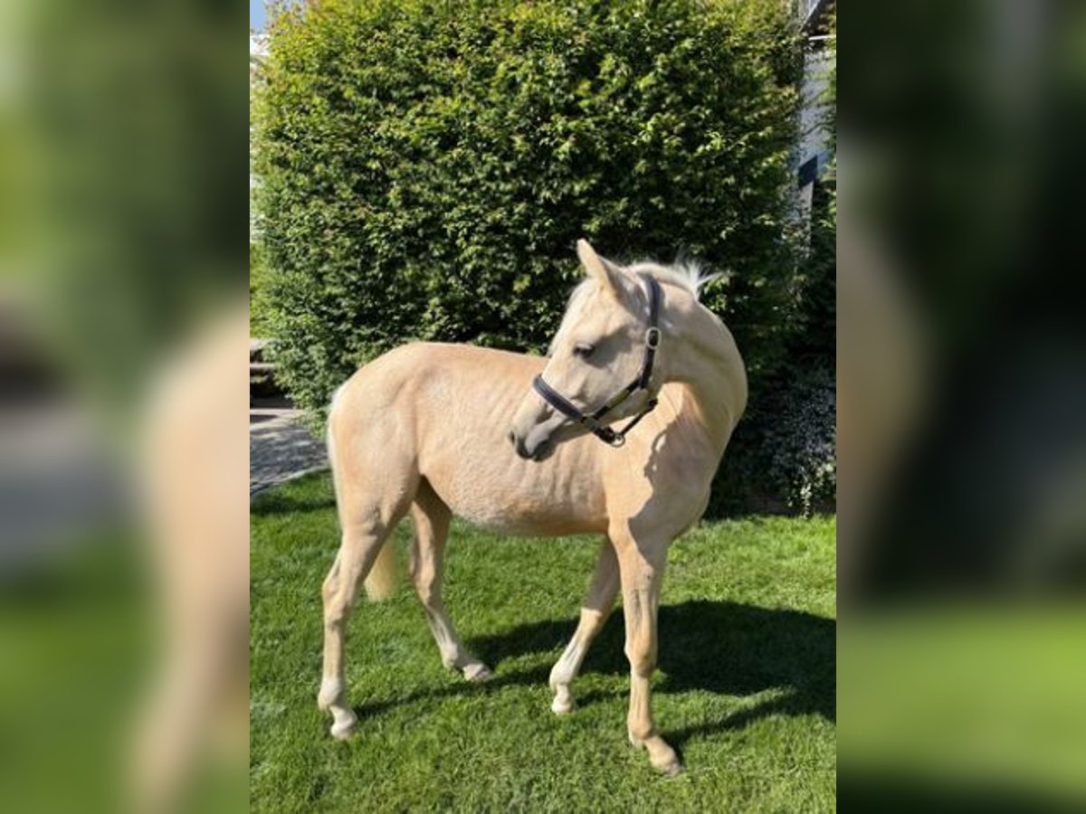 Poney de selle allemand Jument 1 Année Palomino in Zangberg