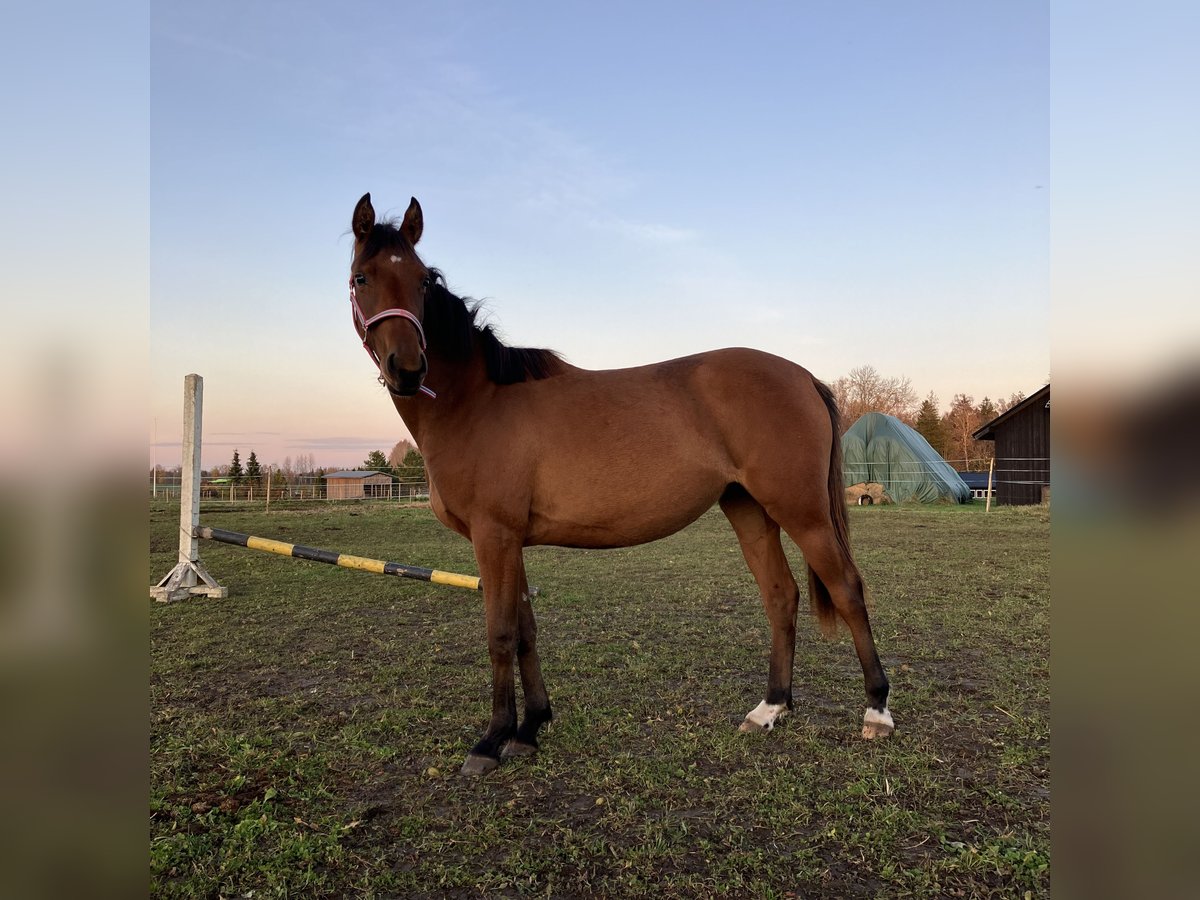 Poney de selle allemand Jument 2 Ans 141 cm Bai cerise in Talinn, Harjumaa