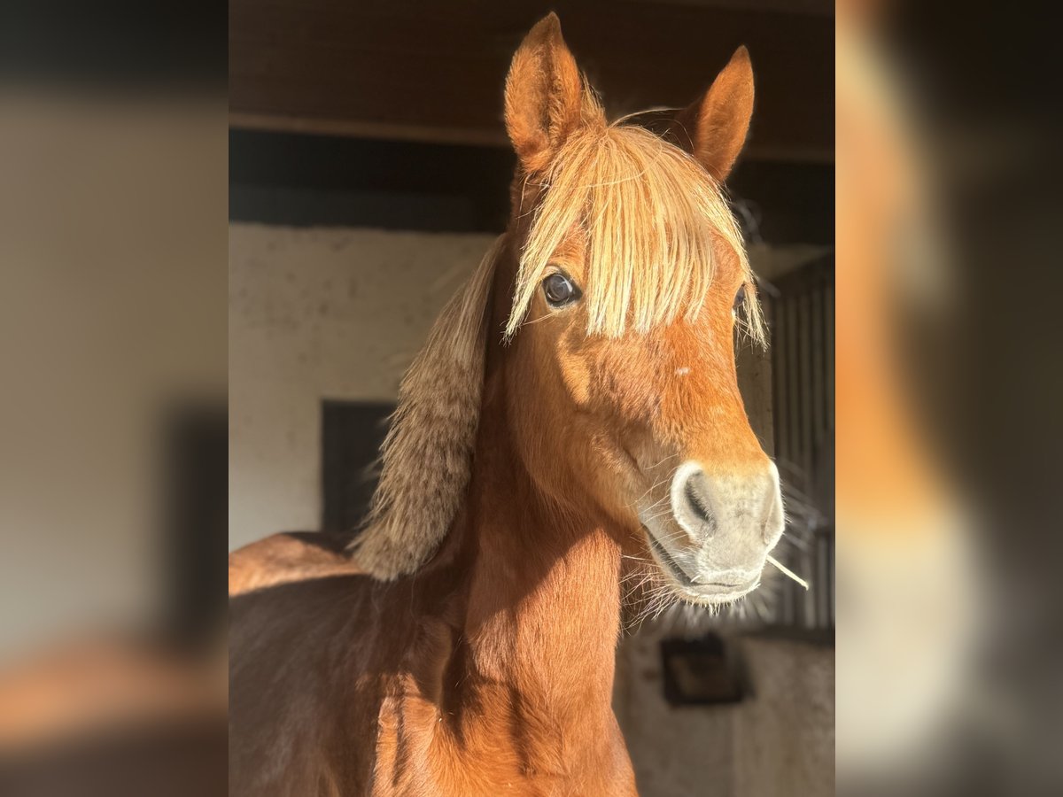 Poney de selle allemand Jument 2 Ans 143 cm Alezan in Essingen