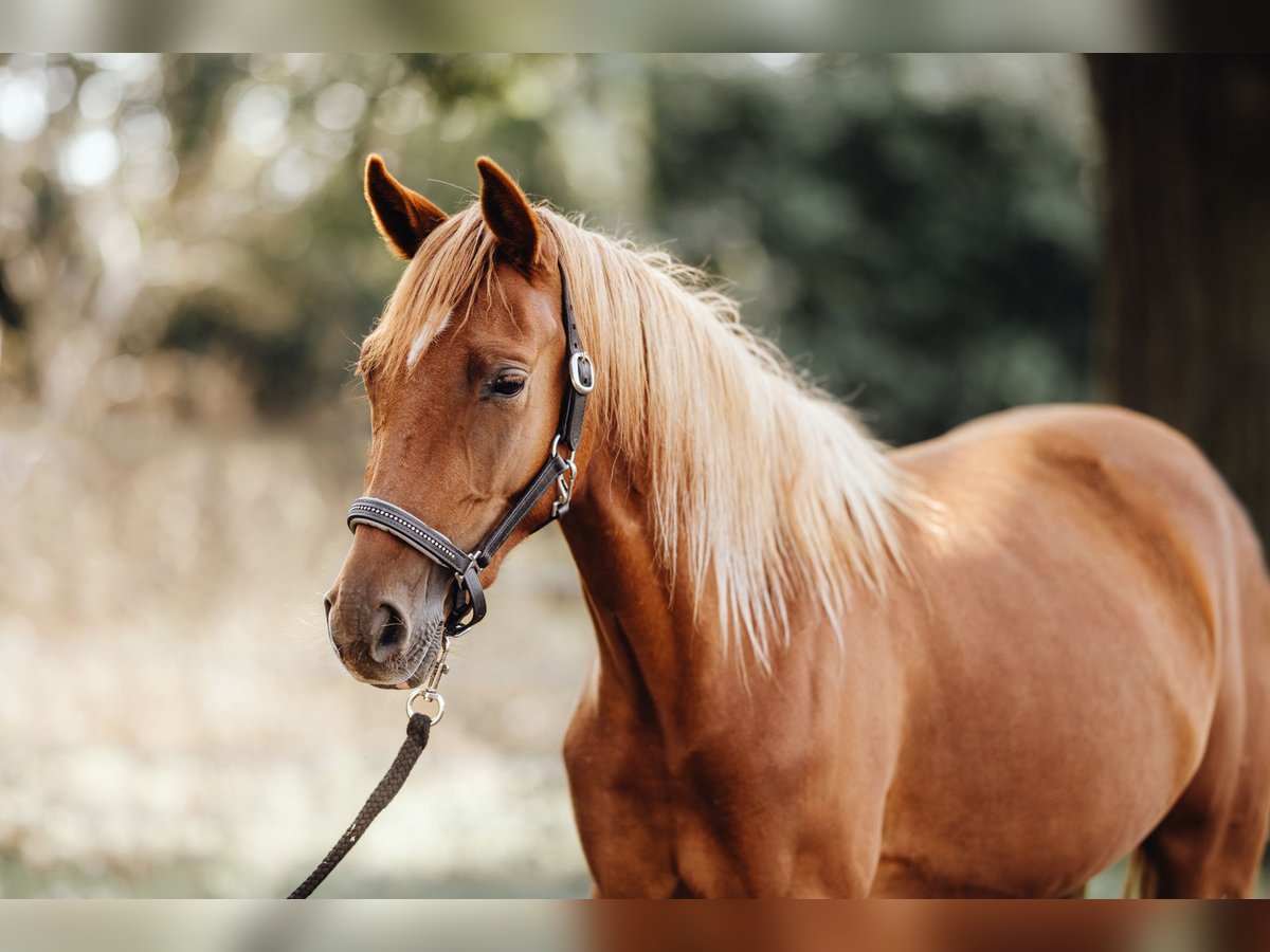 Poney de selle allemand Jument 2 Ans 148 cm Alezan in Trebbin