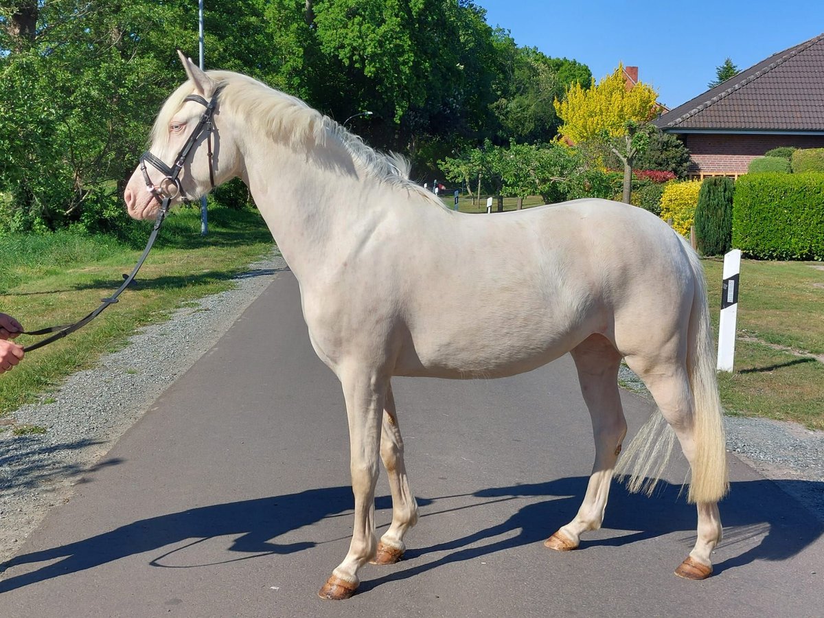 Poney de selle allemand Jument 3 Ans 140 cm Cremello in Deinstedt