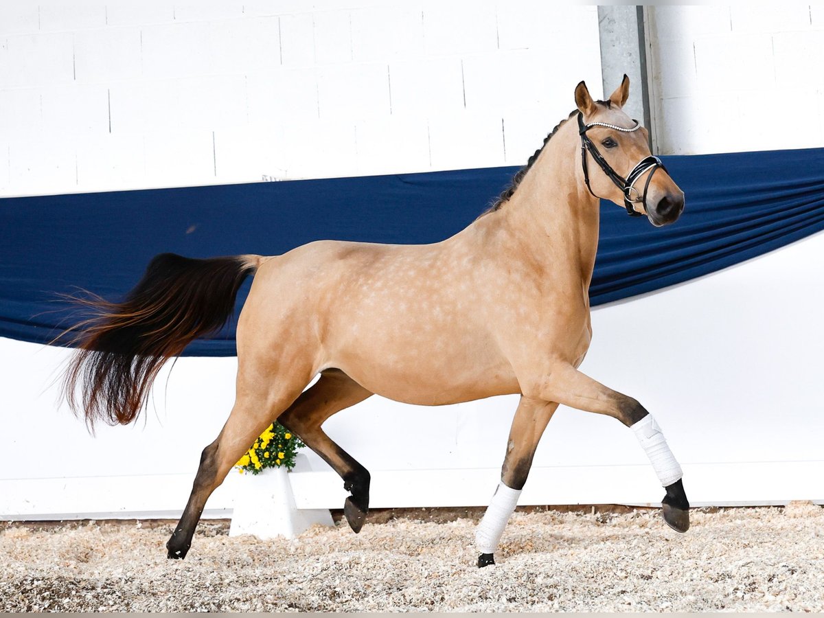 Poney de selle allemand Jument 3 Ans 143 cm Isabelle in Marsberg