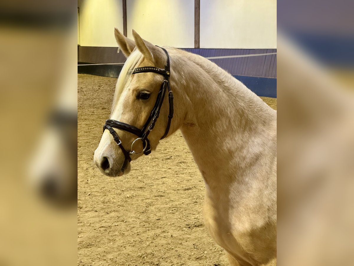 Poney de selle allemand Jument 3 Ans 143 cm Palomino in Wetter (Ruhr)