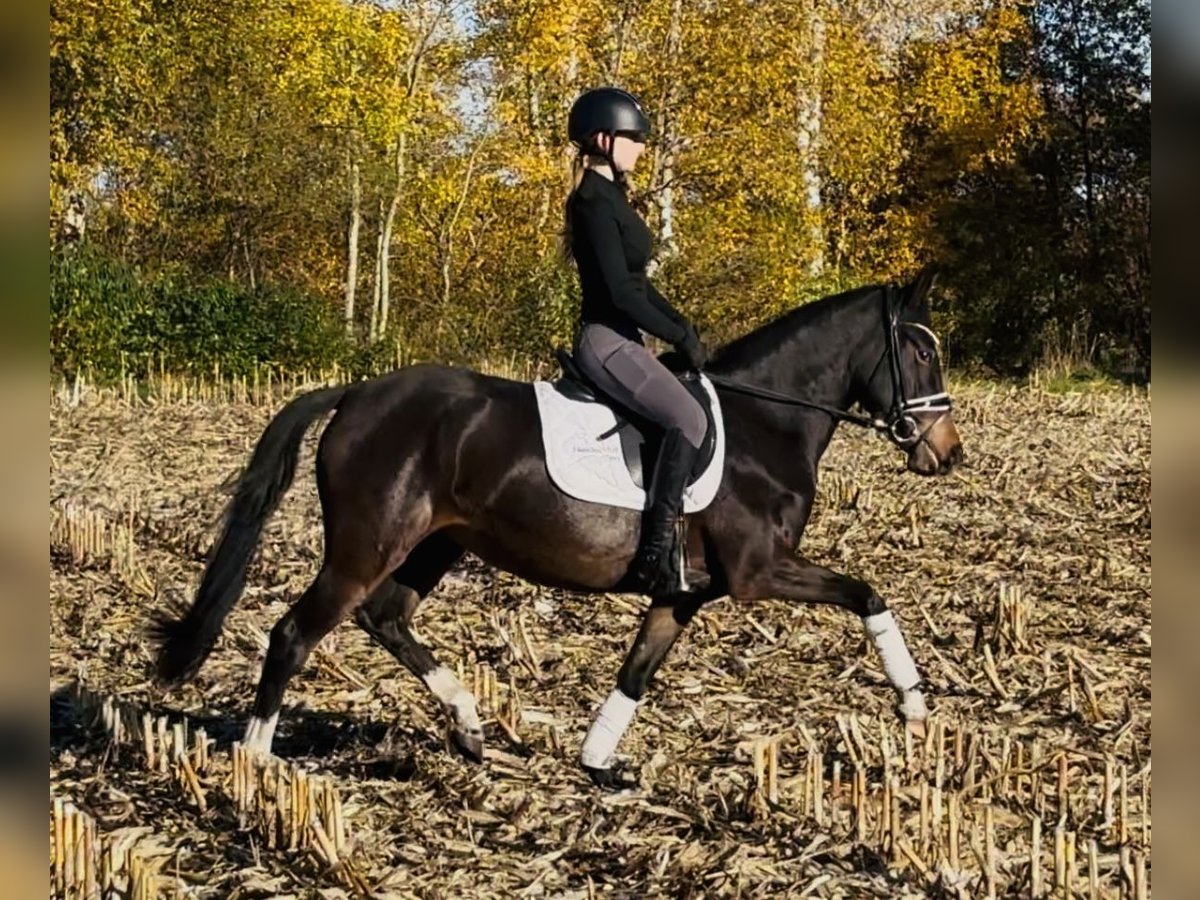 Poney de selle allemand Jument 3 Ans 144 cm Bai brun in HassendorfSottrum