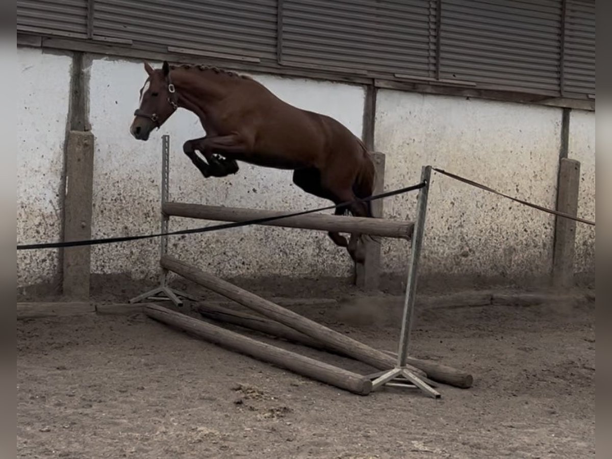 Poney de selle allemand Jument 3 Ans 146 cm Alezan in Sangerhausen