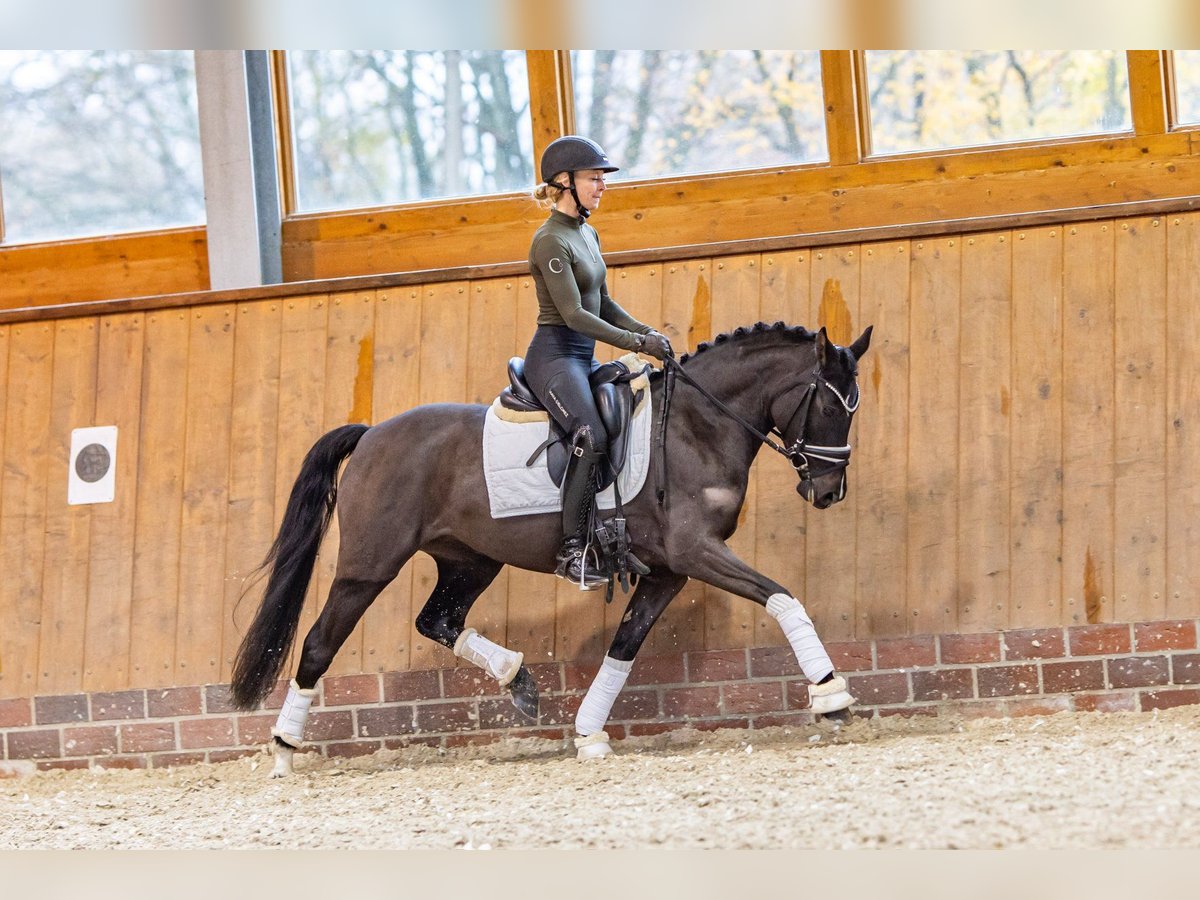 Poney de selle allemand Jument 3 Ans 146 cm Bai brun foncé in Essen (Oldenburg)