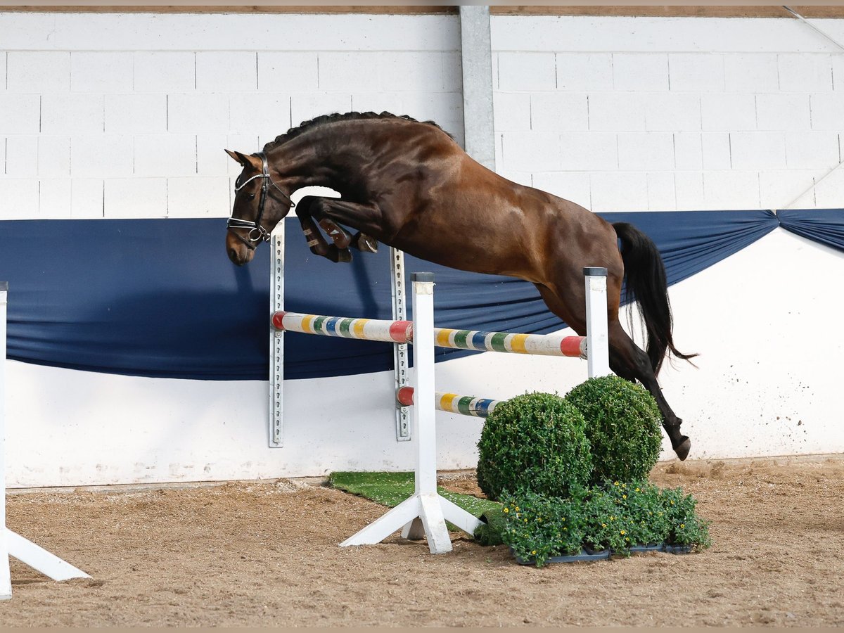 Poney de selle allemand Jument 3 Ans 146 cm Bai in Marsberg