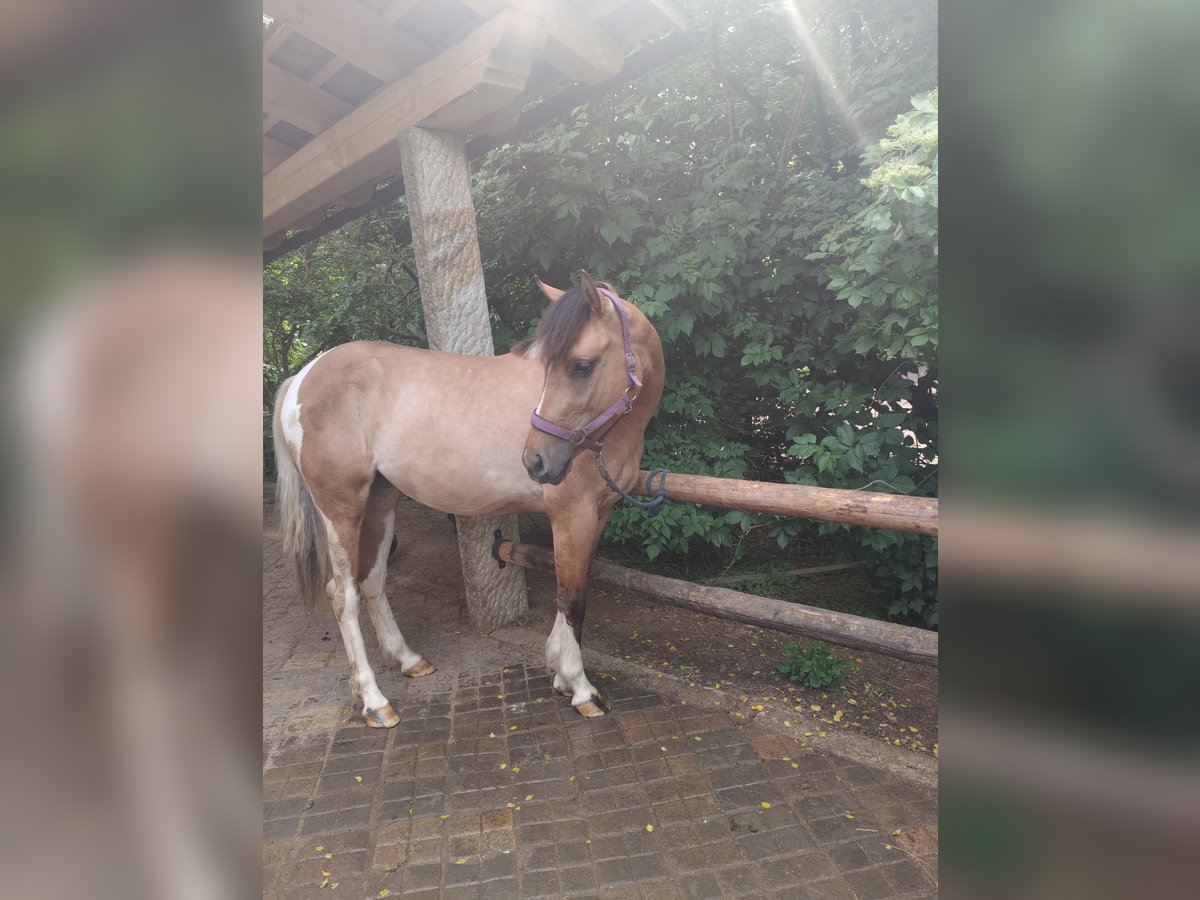 Poney de selle allemand Croisé Jument 3 Ans 152 cm Isabelle in M&#xFC;nchberg