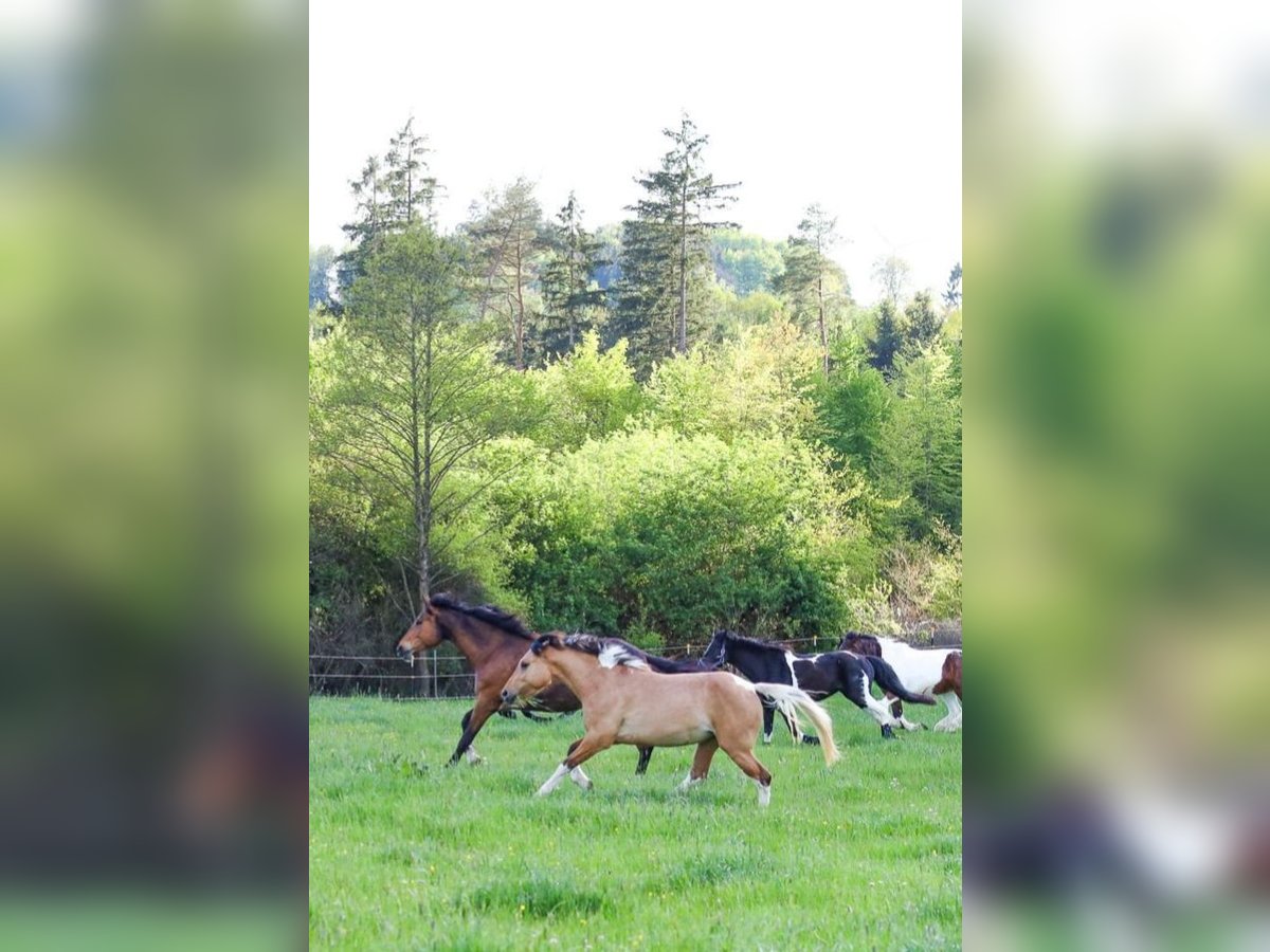 Poney de selle allemand Croisé Jument 3 Ans 153 cm Isabelle in M&#xFC;nchberg