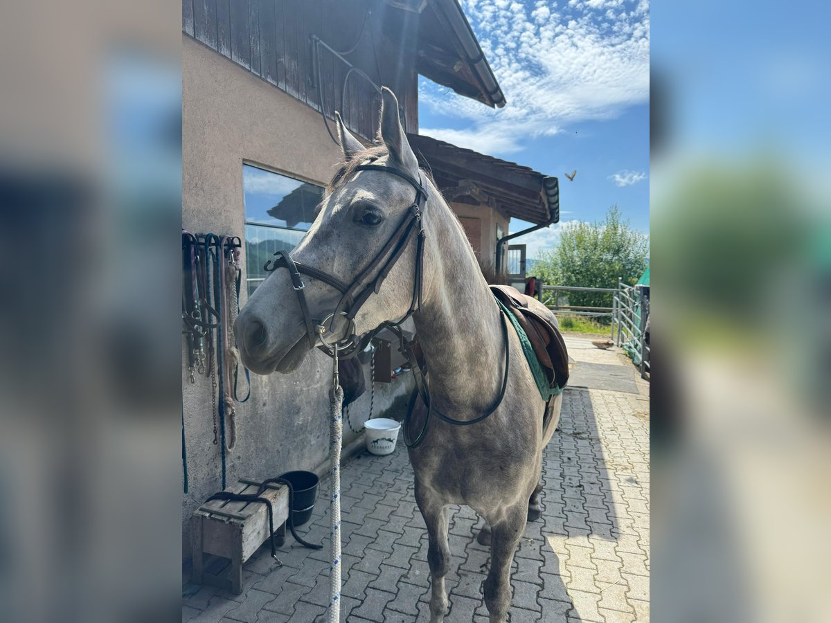 Poney de selle allemand Croisé Jument 3 Ans 154 cm Gris in Walterswil SO