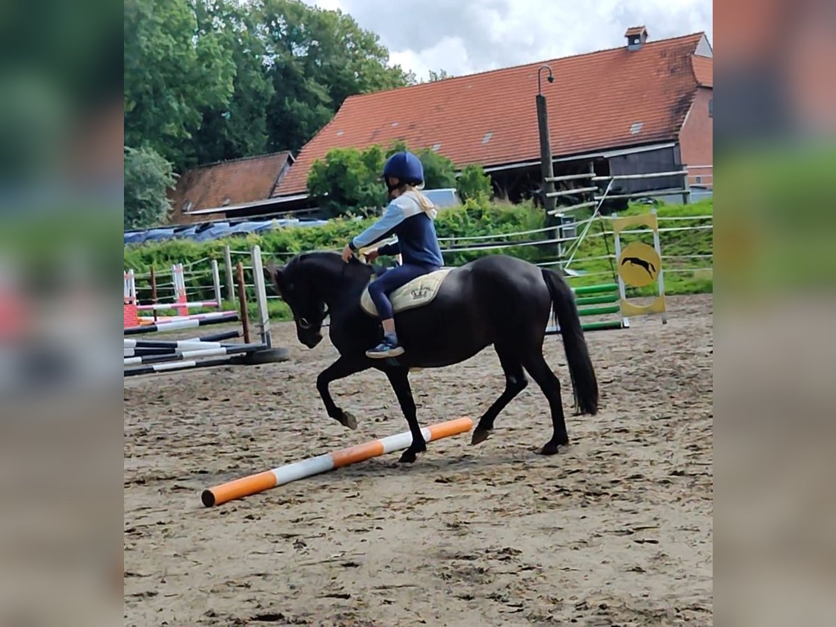 Poney de selle allemand Jument 4 Ans 135 cm Noir in Hepstedt