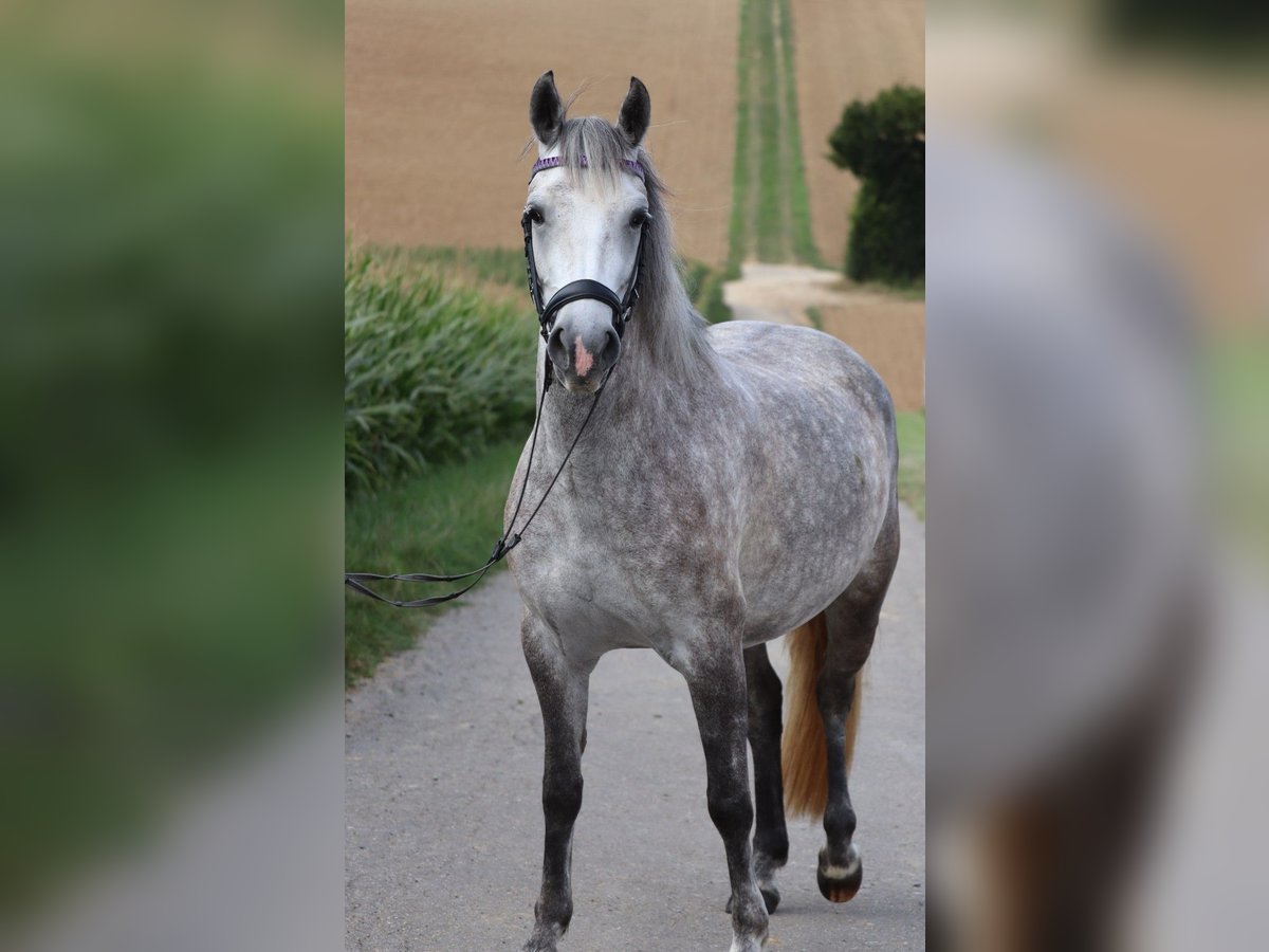 Poney de selle allemand Jument 4 Ans 140 cm Gris in Schwaigern