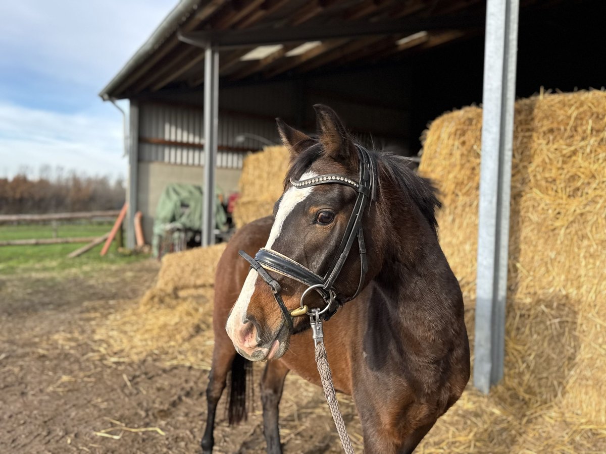 Poney de selle allemand Jument 4 Ans 143 cm Bai brun in Grevenbroich