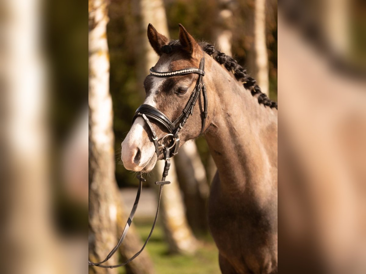 Poney de selle allemand Jument 4 Ans 144 cm Peut devenir gris in Dahme