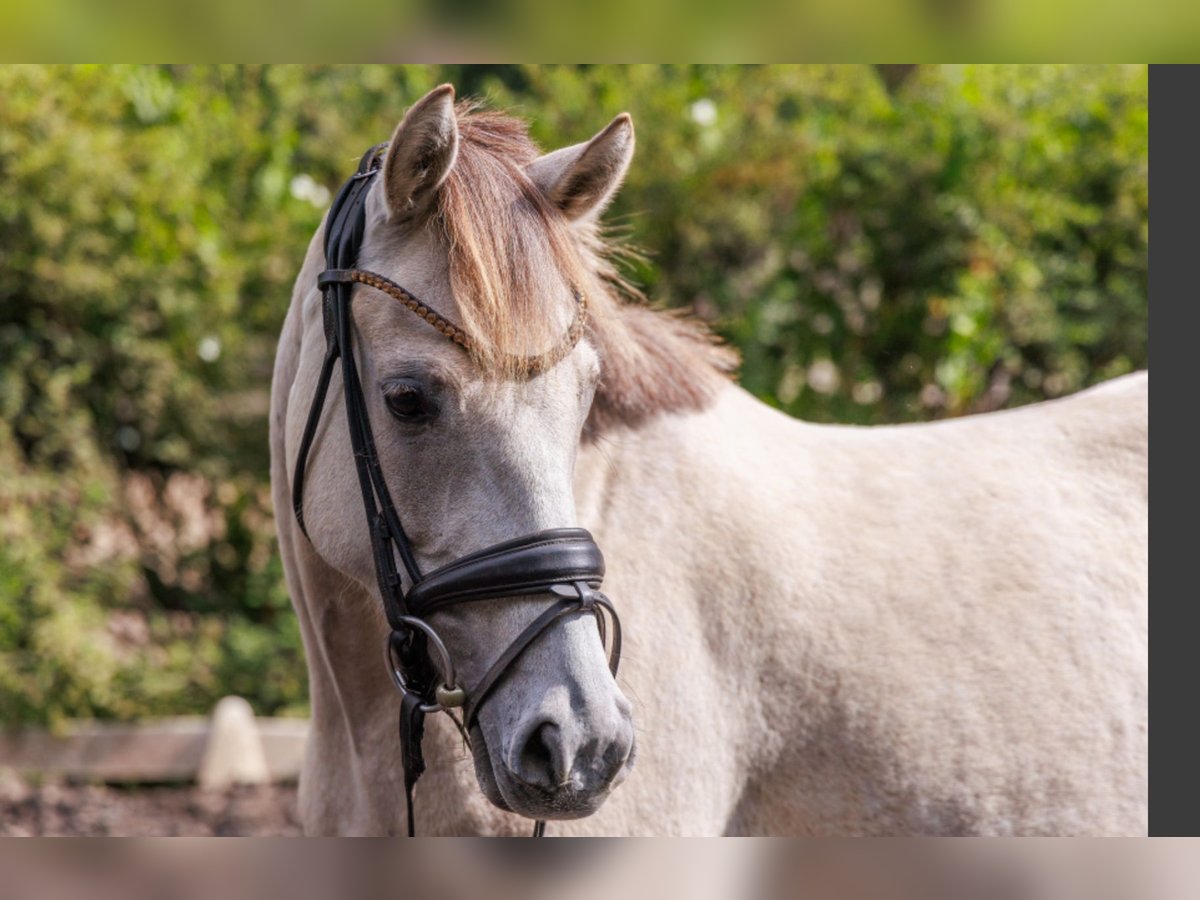 Poney de selle allemand Jument 4 Ans 145 cm Buckskin in Teltow