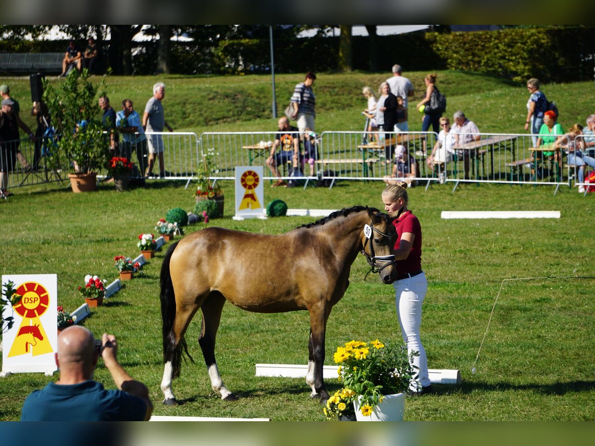 Poney de selle allemand Jument 4 Ans 146 cm Buckskin in Treuenbrietzen