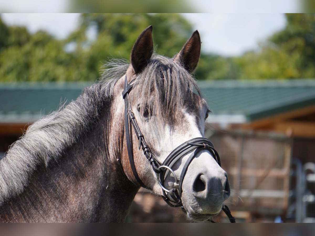 Poney de selle allemand Jument 4 Ans 146 cm Gris in Treuenbrietzen