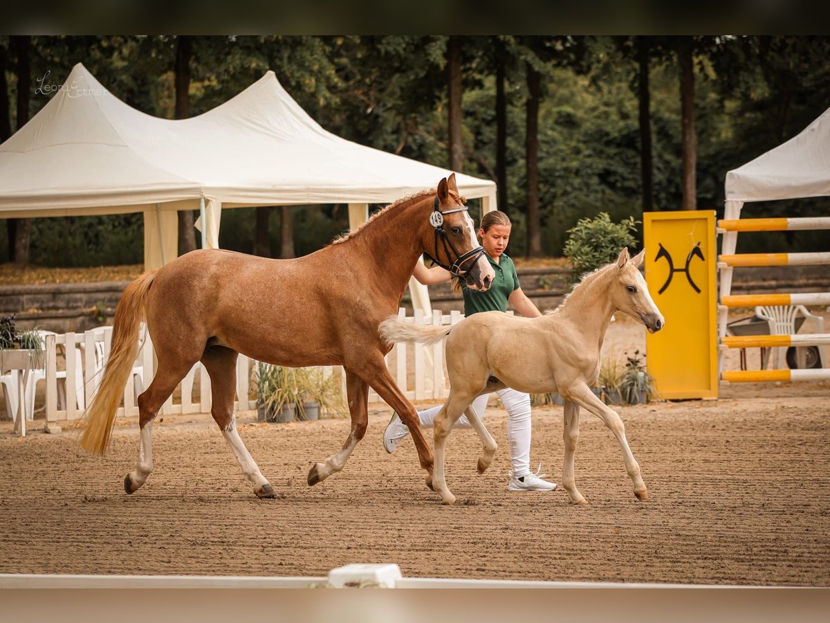 Poney de selle allemand Jument 4 Ans 147 cm Alezan in Selfkant