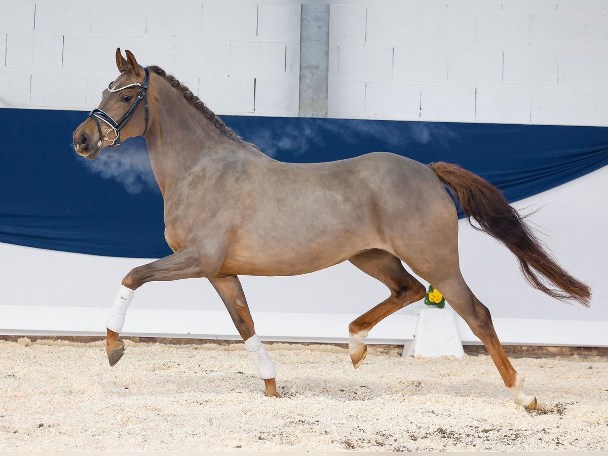 Poney de selle allemand Jument 4 Ans 148 cm Alezan brûlé in Marsberg