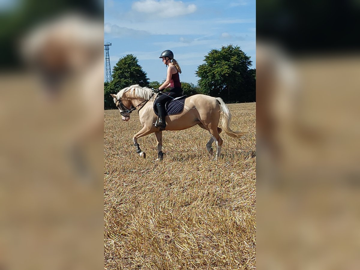 Poney de selle allemand Jument 4 Ans 152 cm Palomino in L&#xF6;ptin