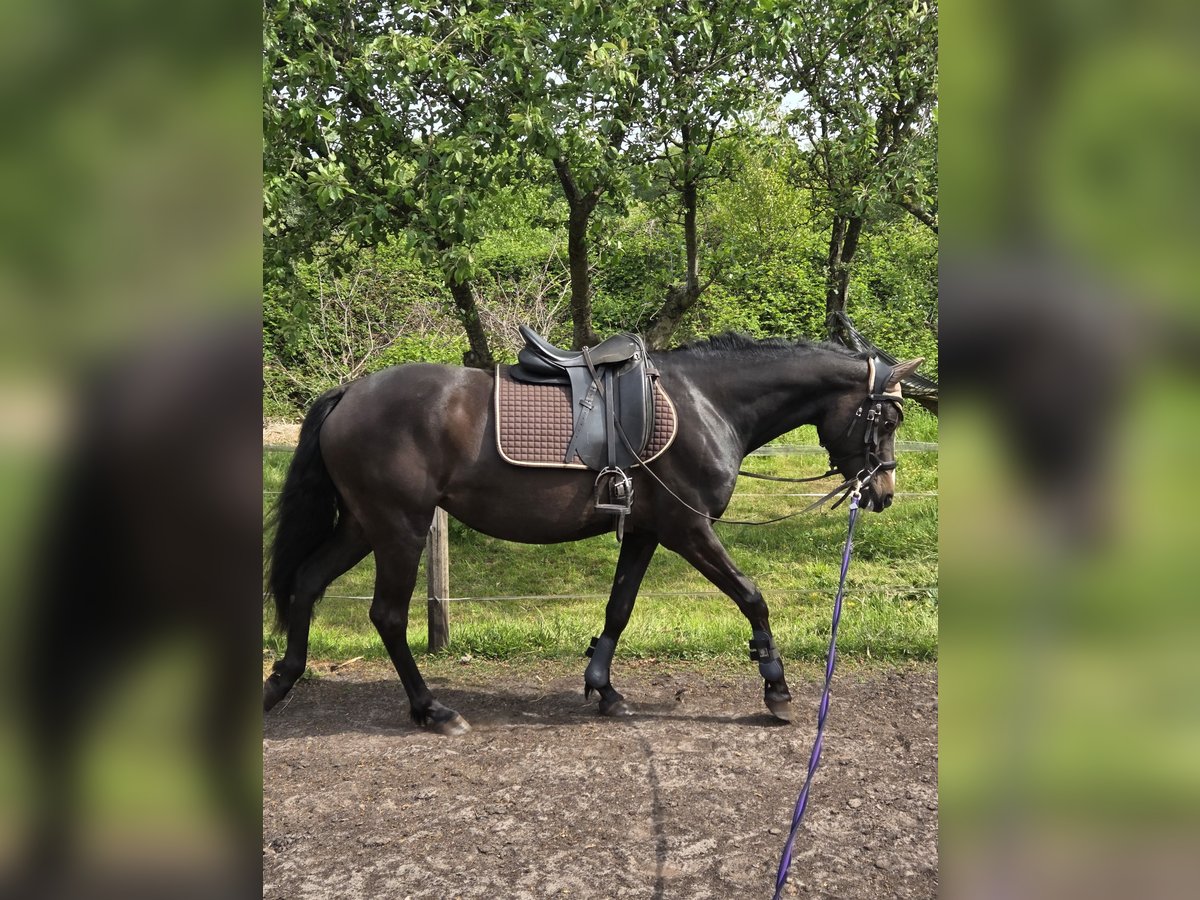 Poney de selle allemand Jument 4 Ans 153 cm Bai brun foncé in Papenburg