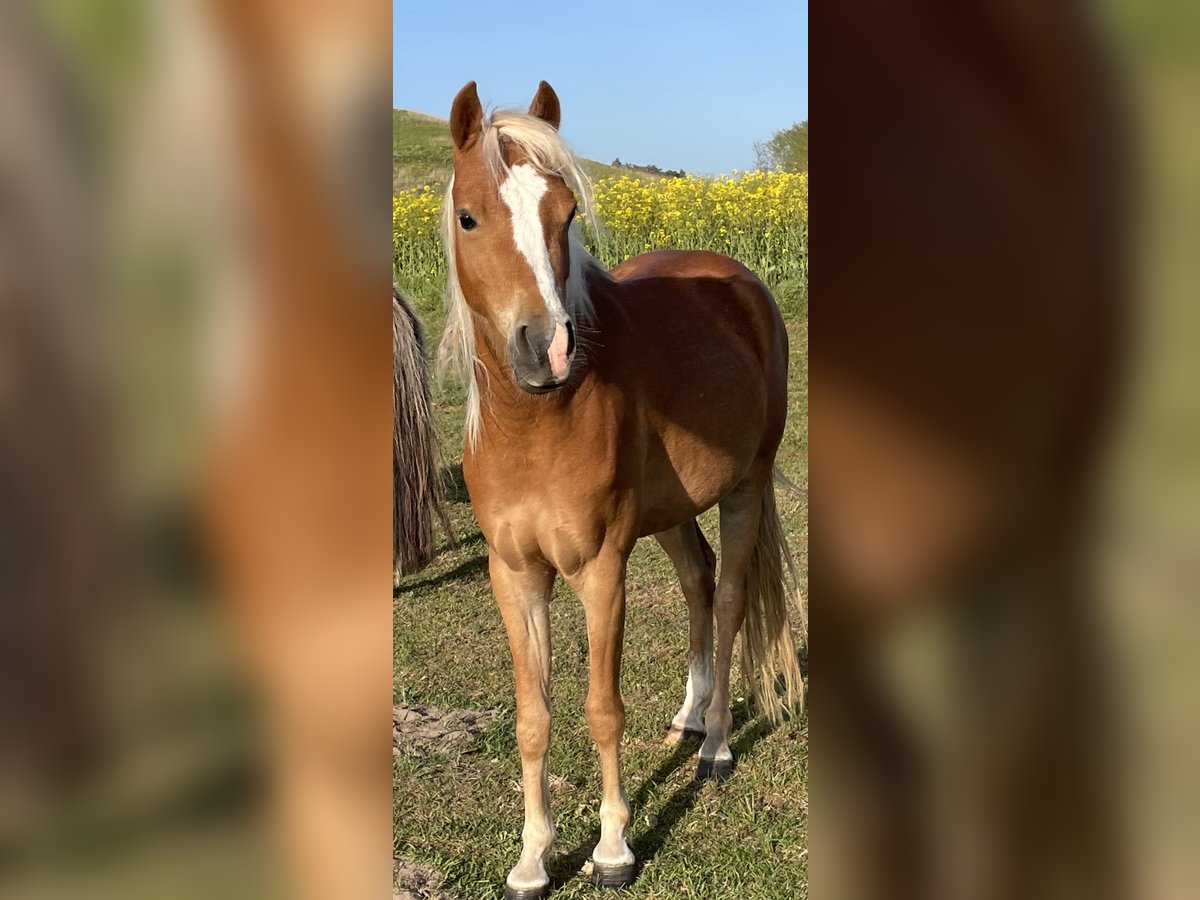 Poney de selle allemand Jument 5 Ans 135 cm Alezan in Lubmin