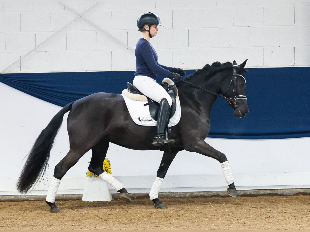 Poney de selle allemand Jument 5 Ans 143 cm Noir in Marsberg