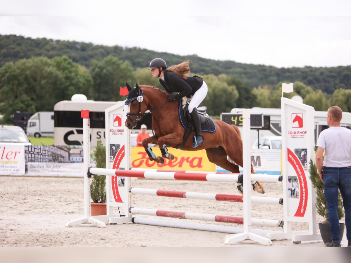 Poney de selle allemand Jument 5 Ans 144 cm Alezan in Eckersdorf