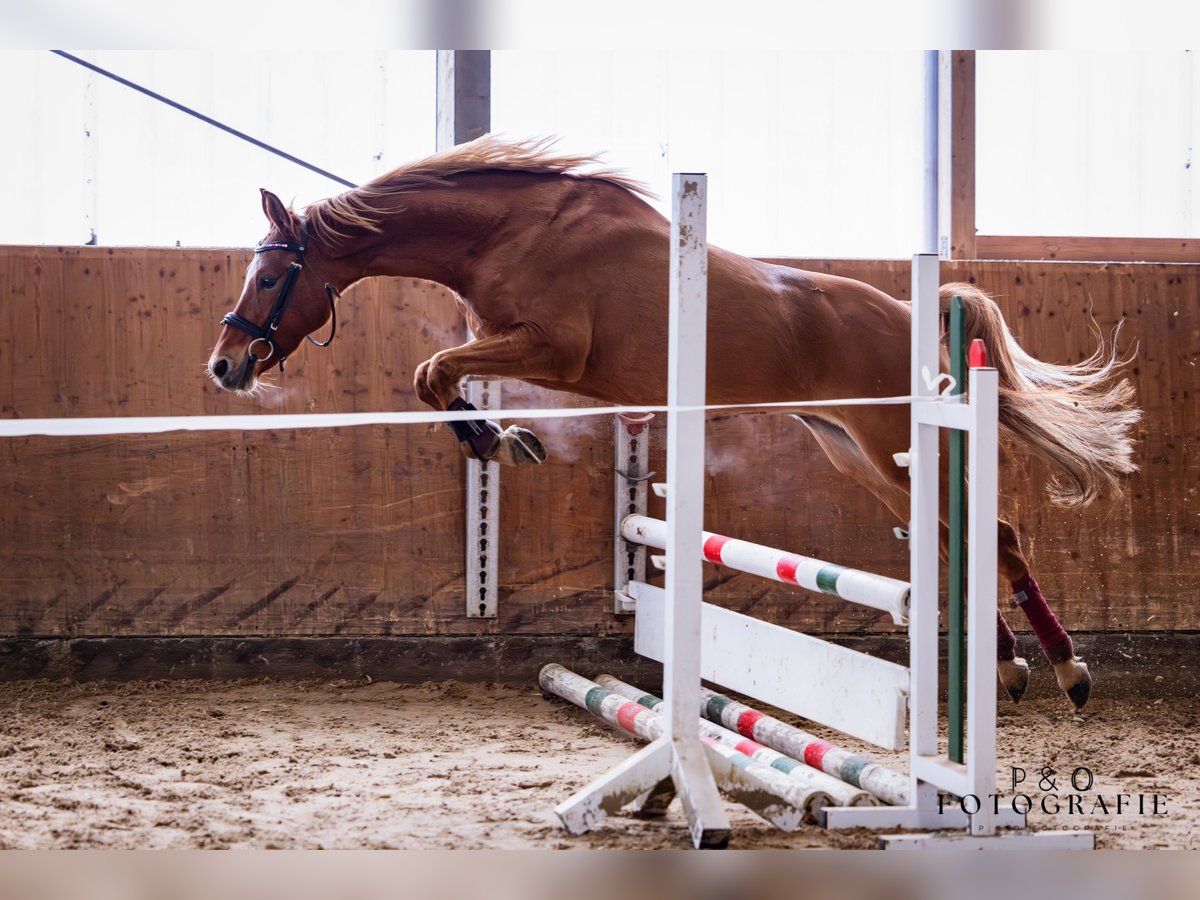 Poney de selle allemand Jument 5 Ans 144 cm Alezan dun in Haltern am See