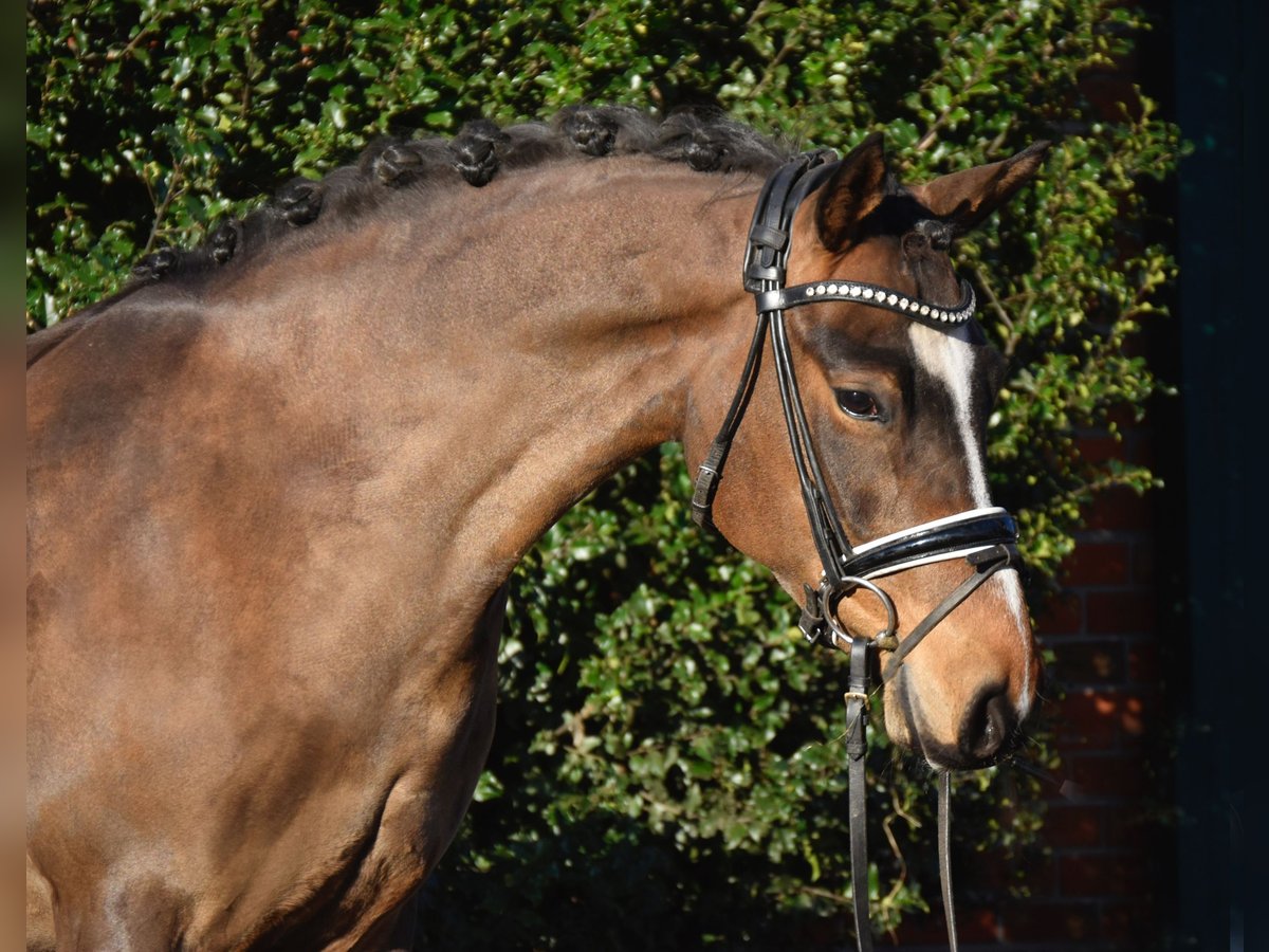 Poney de selle allemand Jument 5 Ans 144 cm Bai brun in F&#xFC;rstenau