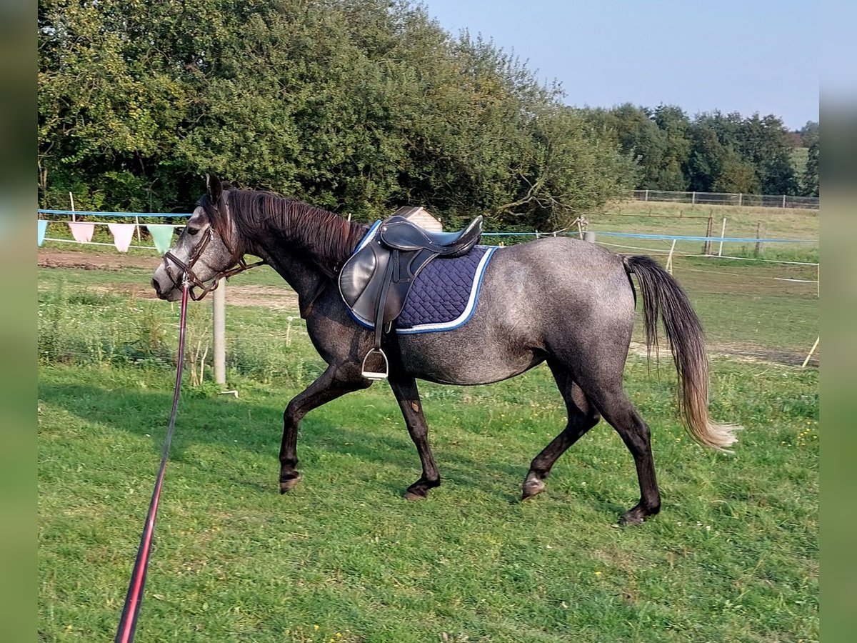 Poney de selle allemand Croisé Jument 5 Ans 144 cm Gris in J&#xFC;rgenshagen