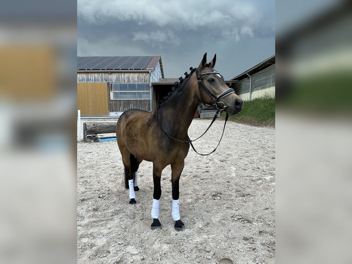 Poney de selle allemand Jument 5 Ans 145 cm Buckskin in Wiesloch