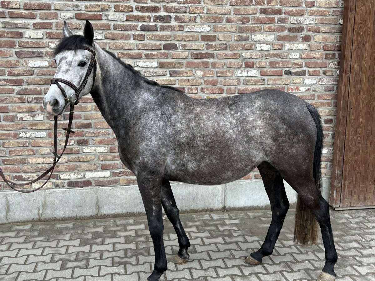 Poney de selle allemand Jument 5 Ans 145 cm Gris pommelé in Grevenbroich