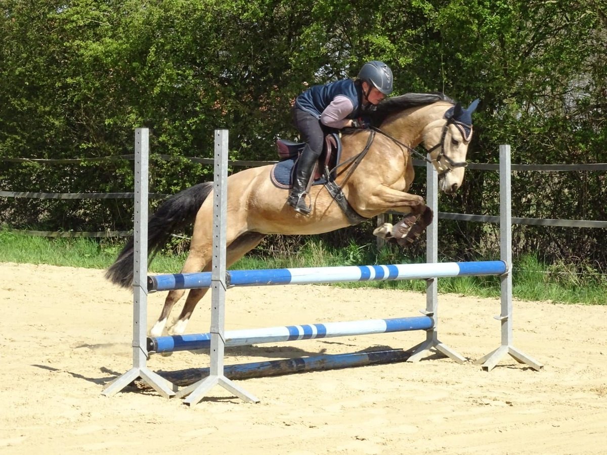 Poney de selle allemand Jument 5 Ans 146 cm Isabelle in Emsb&#xFC;ren